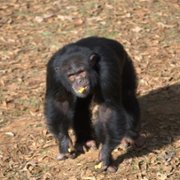 Meet the Chimps - galeria zdjęć - filmweb