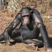 Meet the Chimps - galeria zdjęć - filmweb