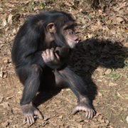 Meet the Chimps - galeria zdjęć - filmweb