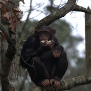 Meet the Chimps - galeria zdjęć - filmweb