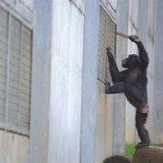 Meet the Chimps - galeria zdjęć - filmweb