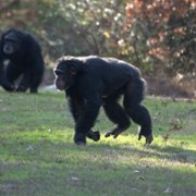 Meet the Chimps - galeria zdjęć - filmweb