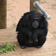 Meet the Chimps - galeria zdjęć - filmweb
