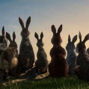 Watership Down - galeria zdjęć - filmweb