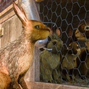 Watership Down - galeria zdjęć - filmweb