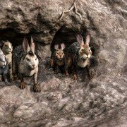 Watership Down - galeria zdjęć - filmweb