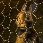 Watership Down - galeria zdjęć - filmweb
