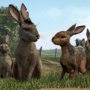 Watership Down - galeria zdjęć - filmweb