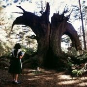 El laberinto del fauno - galeria zdjęć - filmweb