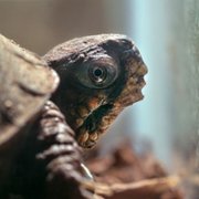 Snowy - galeria zdjęć - filmweb