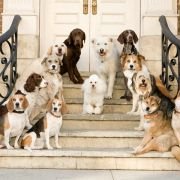 Hotel for Dogs - galeria zdjęć - filmweb