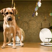 Hotel for Dogs - galeria zdjęć - filmweb