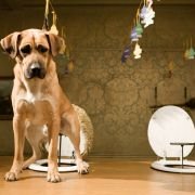 Hotel for Dogs - galeria zdjęć - filmweb