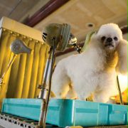 Hotel dla psów - galeria zdjęć - filmweb