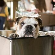 Hotel for Dogs - galeria zdjęć - filmweb