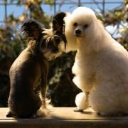 Hotel for Dogs - galeria zdjęć - filmweb