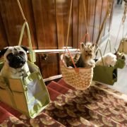 Hotel for Dogs - galeria zdjęć - filmweb