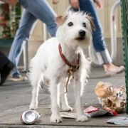 Hotel for Dogs - galeria zdjęć - filmweb
