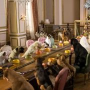 Hotel for Dogs - galeria zdjęć - filmweb
