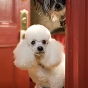 Hotel for Dogs - galeria zdjęć - filmweb