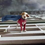 Underdog - galeria zdjęć - filmweb