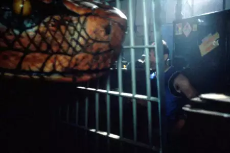 Pyton - galeria zdjęć - filmweb