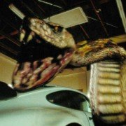 Python - galeria zdjęć - filmweb