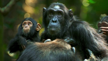 Imperium szympansów - galeria zdjęć - filmweb