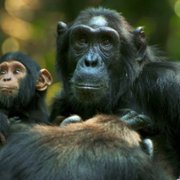 Chimp Empire - galeria zdjęć - filmweb