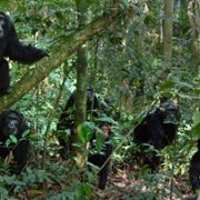 Chimp Empire - galeria zdjęć - filmweb