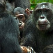 Chimp Empire - galeria zdjęć - filmweb