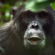Chimp Empire - galeria zdjęć - filmweb