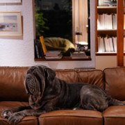 Mon chien stupide - galeria zdjęć - filmweb