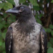 Nature Is My Homeland - galeria zdjęć - filmweb