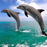 Racing Extinction - galeria zdjęć - filmweb