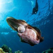Racing Extinction - galeria zdjęć - filmweb