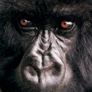 Racing Extinction - galeria zdjęć - filmweb