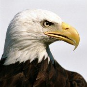 Racing Extinction - galeria zdjęć - filmweb