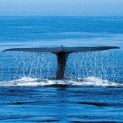 Racing Extinction - galeria zdjęć - filmweb