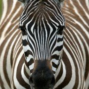 Racing Extinction - galeria zdjęć - filmweb