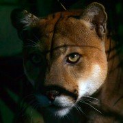 Racing Extinction - galeria zdjęć - filmweb