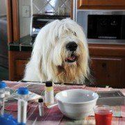 Abner, the Invisible Dog - galeria zdjęć - filmweb