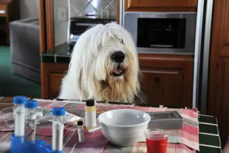 Abner, niewidzialny pies - galeria zdjęć - filmweb