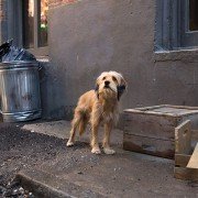 Benji - galeria zdjęć - filmweb
