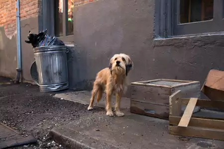 Benji - galeria zdjęć - filmweb