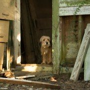 Benji - galeria zdjęć - filmweb