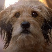 Benji - galeria zdjęć - filmweb