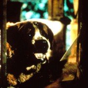 Cujo - galeria zdjęć - filmweb