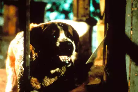Cujo - galeria zdjęć - filmweb