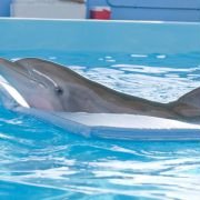 Dolphin Tale - galeria zdjęć - filmweb